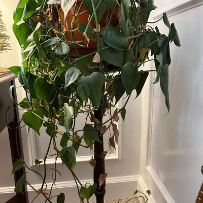 Live Philodendron  Plant - Lot 298