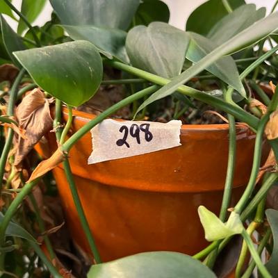 Live Philodendron  Plant - Lot 298