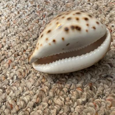Collectible Shell Puerto Rico - Lot 342