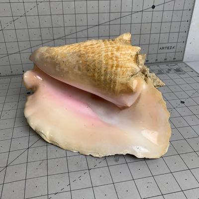#347 Conch Shell