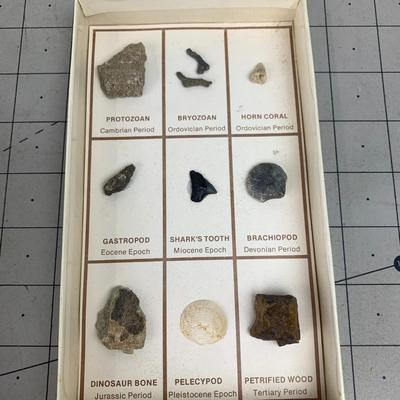 #461 Fossil Collection