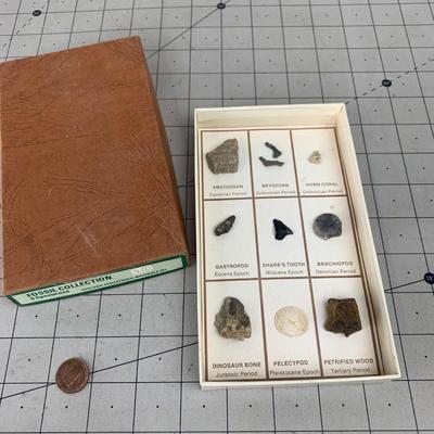 #461 Fossil Collection