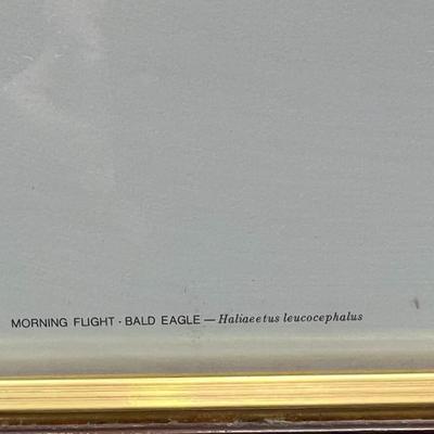 Large Vintage 1982 John C. Pitcher Morning Flight Bald Eagle in Flight Signed & Numbered
