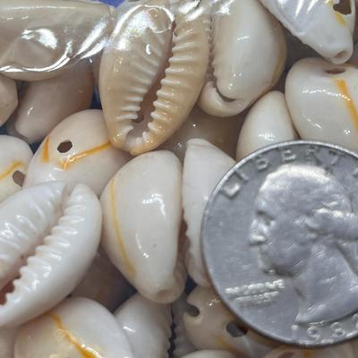 SEASHELLS DRILLED FOR STRINGING