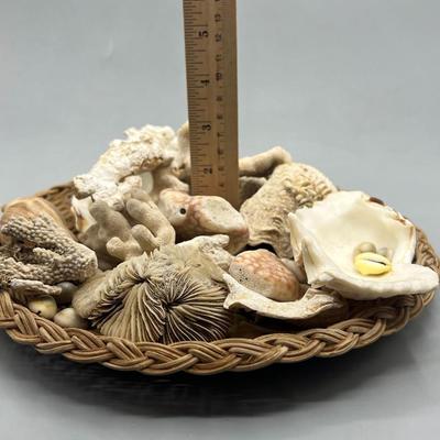 Mixed Collection of Seashell and Coral Beachy Coastal Decor