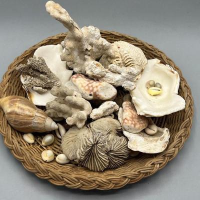 Mixed Collection of Seashell and Coral Beachy Coastal Decor