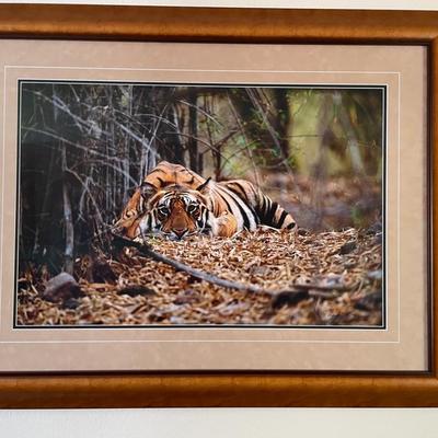 Large framed Tiger photograph