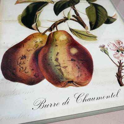 Framed Print of Pears. NEW 
