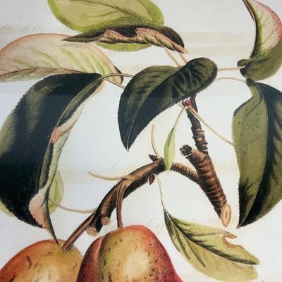 Framed Print of Pears. NEW 