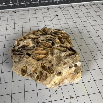 Fossil; Spiral Snail Shell