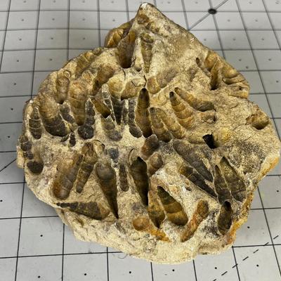 Fossil; Spiral Snail Shell