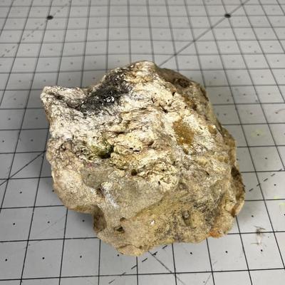 Fossil; Spiral Snail Shell