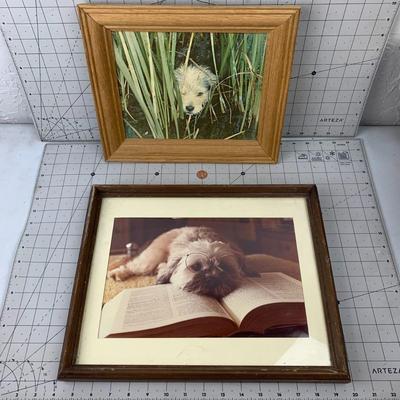 #162 Puppy Framed Photos