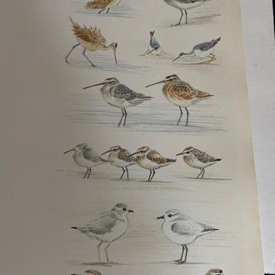 Shore Bird Lot