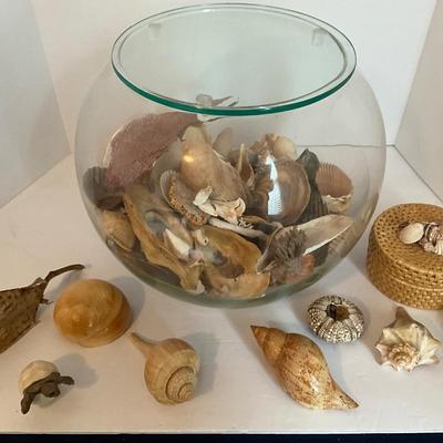 Sea Shell Lot