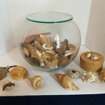 Sea Shell Lot