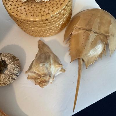 Sea Shell Lot