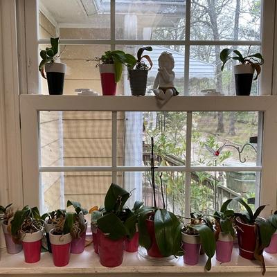 Orchid Lot