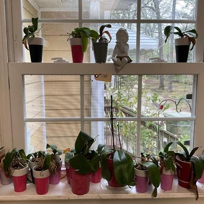 Orchid Lot