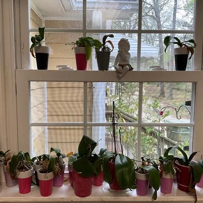 Orchid Lot