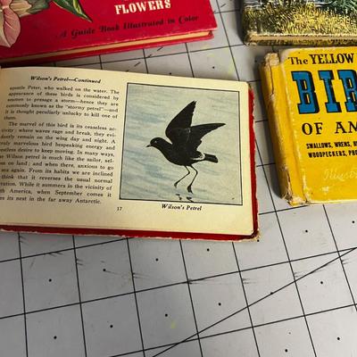 Vintage Field Guide: Flowers, Birds And Trees (for Children) 