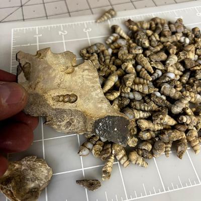 Coffee Can of Fossilized Snail Shells.