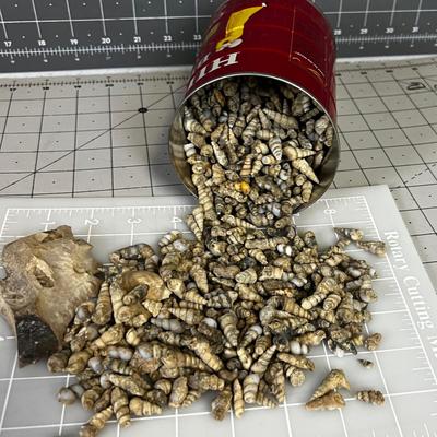 Coffee Can of Fossilized Snail Shells.