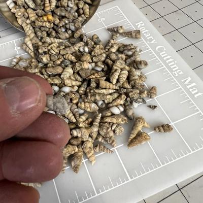 Coffee Can of Fossilized Snail Shells.