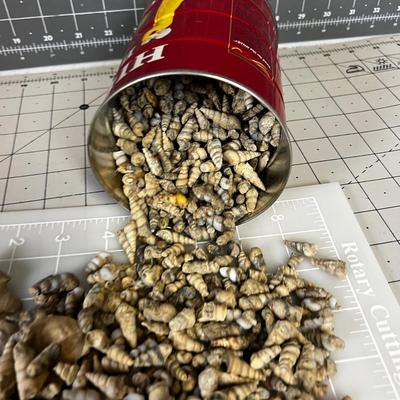 Coffee Can of Fossilized Snail Shells.
