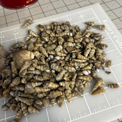 Coffee Can of Fossilized Snail Shells.
