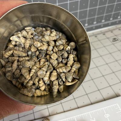 Coffee Can of Fossilized Snail Shells.