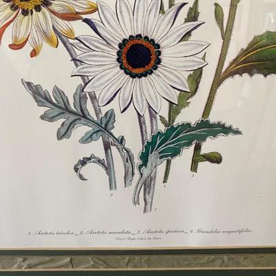 Spring Daisies Framed Picture
