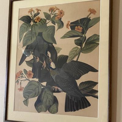 Vintage Framed White Crowned Pigeons Print