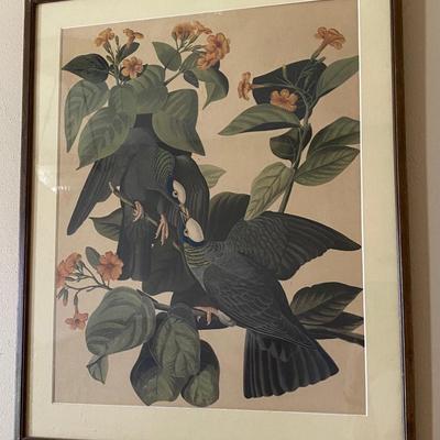 Vintage Framed White Crowned Pigeons Print