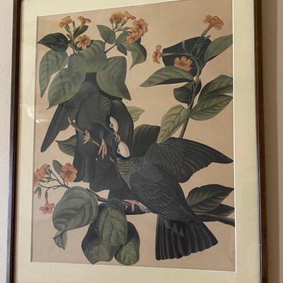 Vintage Framed White Crowned Pigeons Print