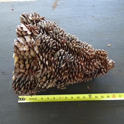 x2 Pinecone Christmas Trees, Pine Cone Garland and x1 Reed Christmas Tree