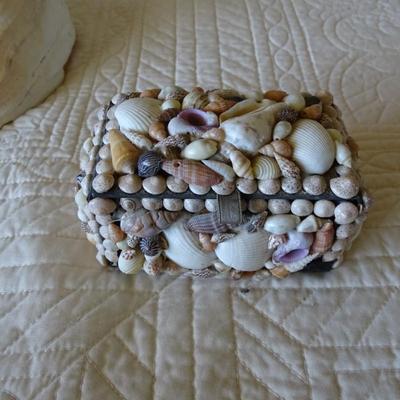 Collection of Various Sea Shells