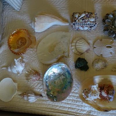 Collection of Various Sea Shells