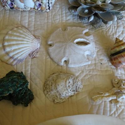 Collection of Various Sea Shells