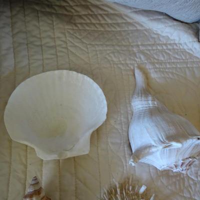 Collection of Various Sea Shells