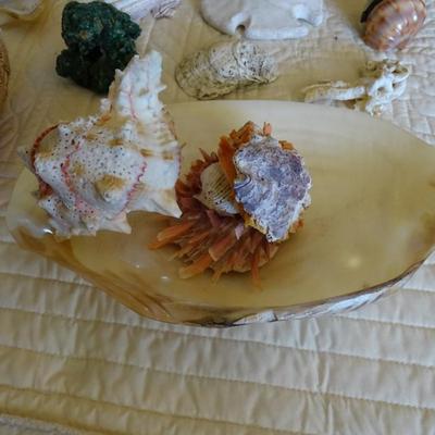 Collection of Various Sea Shells