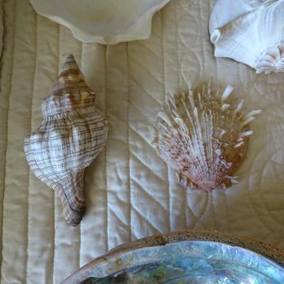 Collection of Various Sea Shells