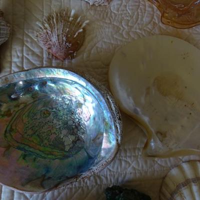 Collection of Various Sea Shells