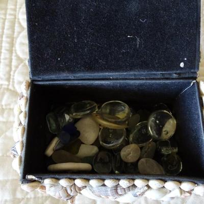 Collection of Various Sea Shells