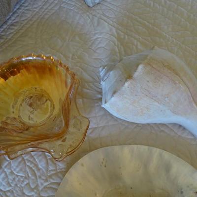 Collection of Various Sea Shells