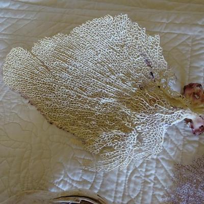 Collection of Dried Coral, Seaweed, Ocean Wood