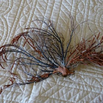 Collection of Dried Coral, Seaweed, Ocean Wood