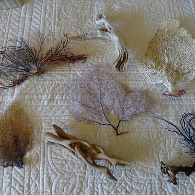 Collection of Dried Coral, Seaweed, Ocean Wood