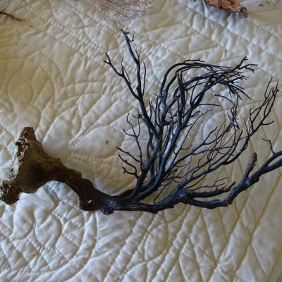 Collection of Dried Coral, Seaweed, Ocean Wood