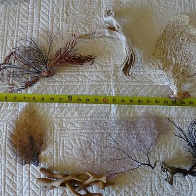 Collection of Dried Coral, Seaweed, Ocean Wood